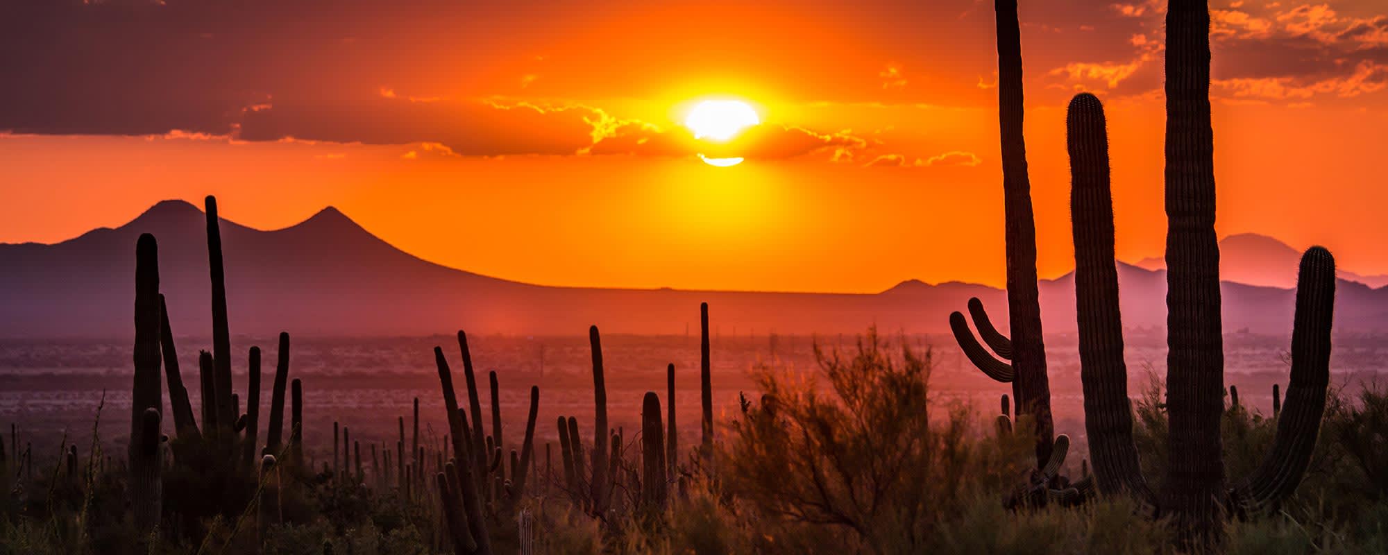 Desert Landscape of Arizona