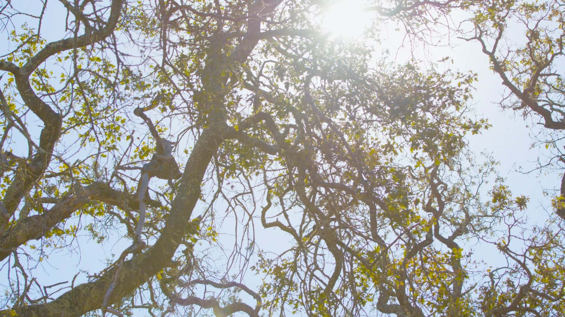 Community Video | Verandah | Novato, CA | Landsea Homes