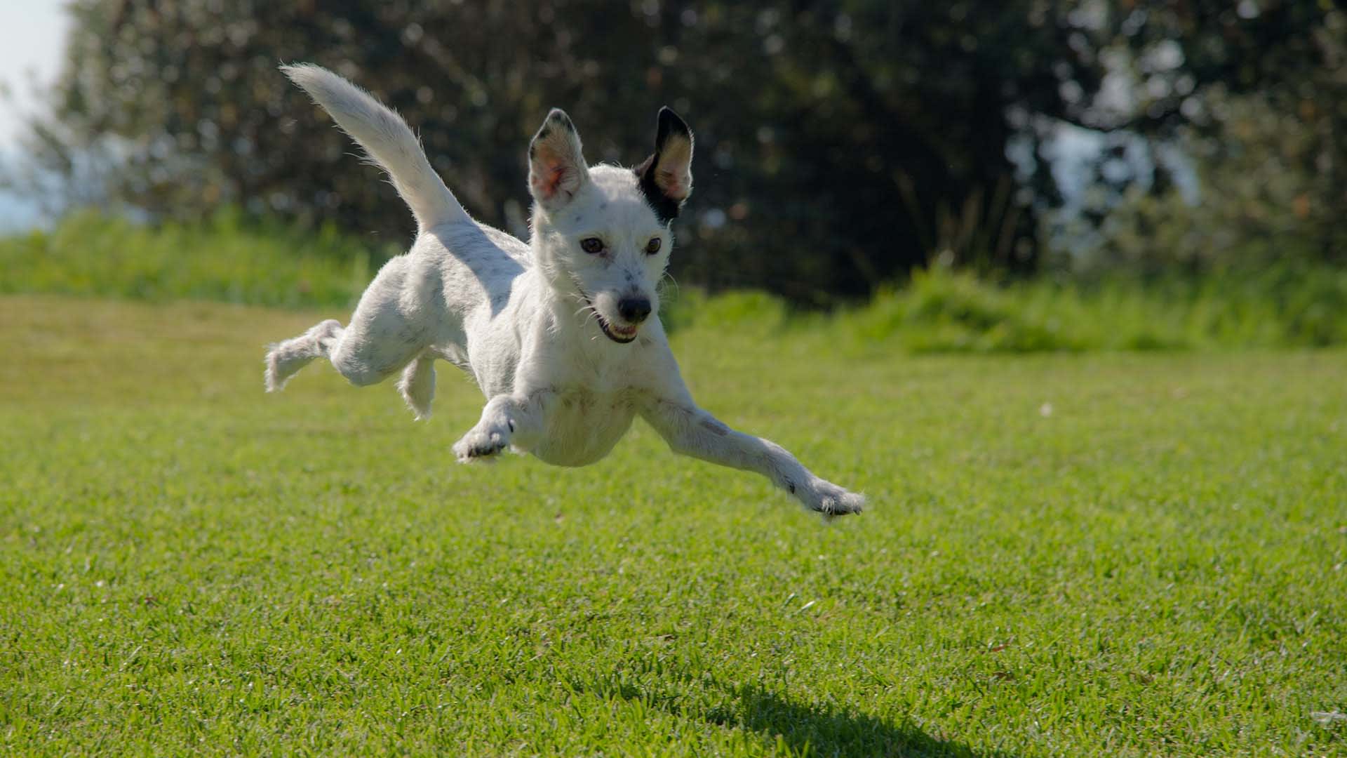 A dog running and jumping