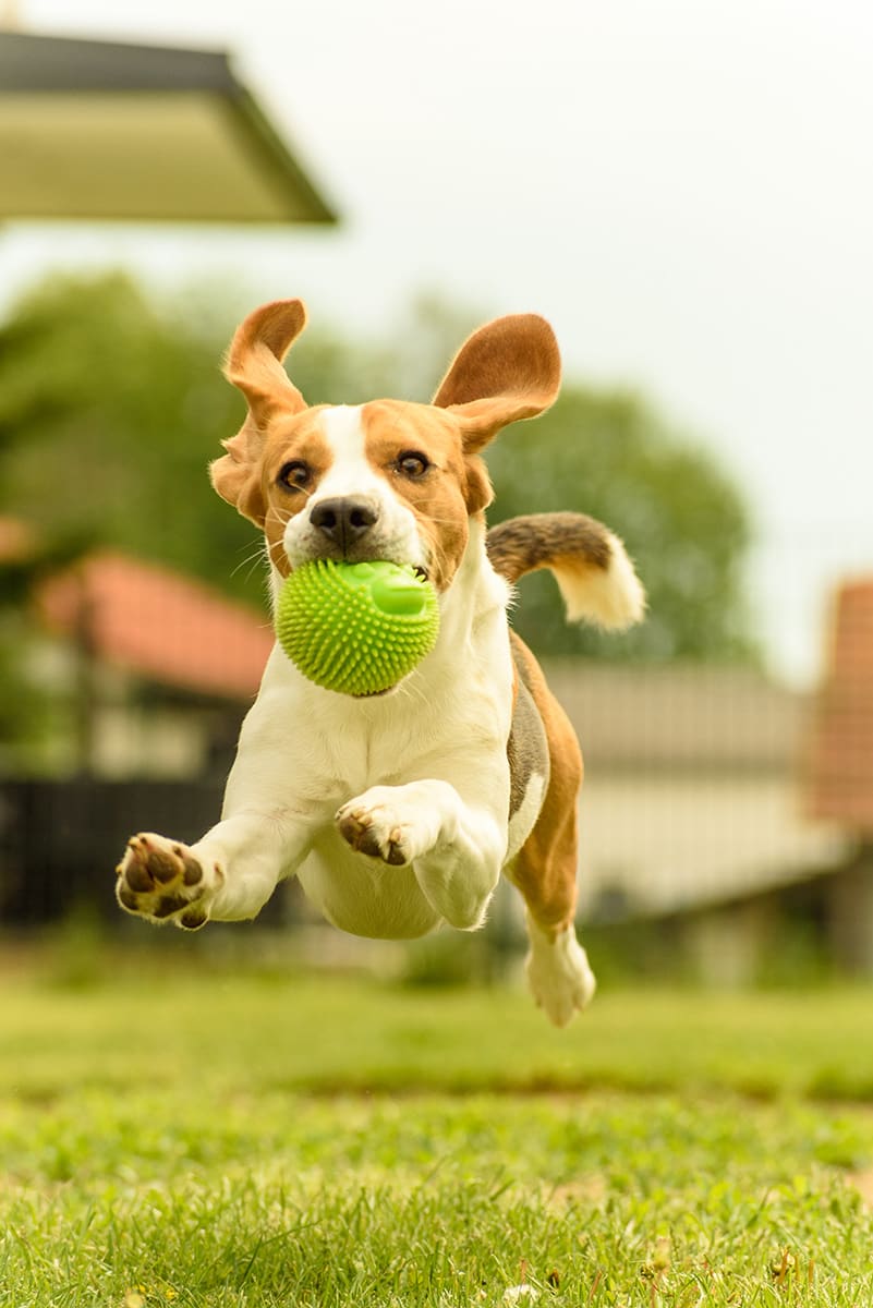 A dedicated dog park within the community for your furry friends to play and socialize.