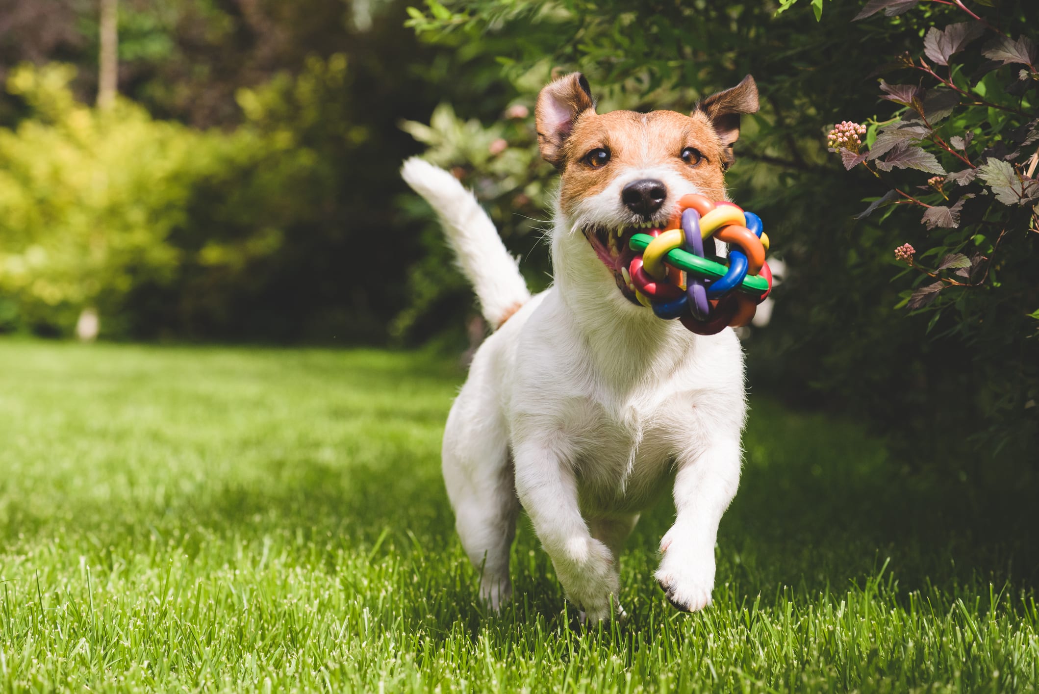 A dedicated dog park within the community for your furry friends to play and socialize.